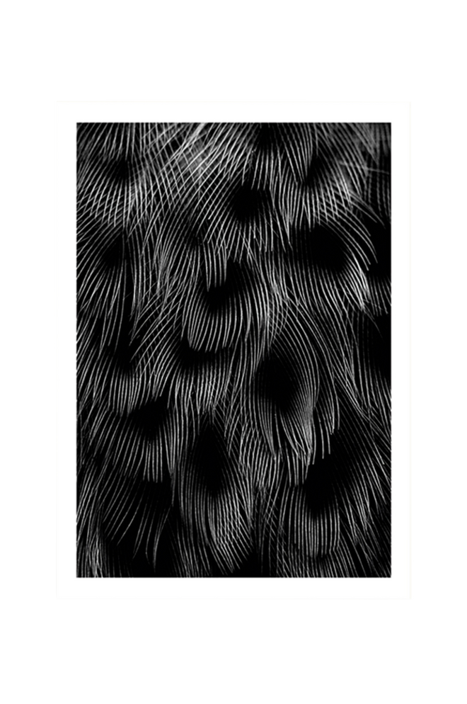 Bilde av Poster Black Feathers 50x70