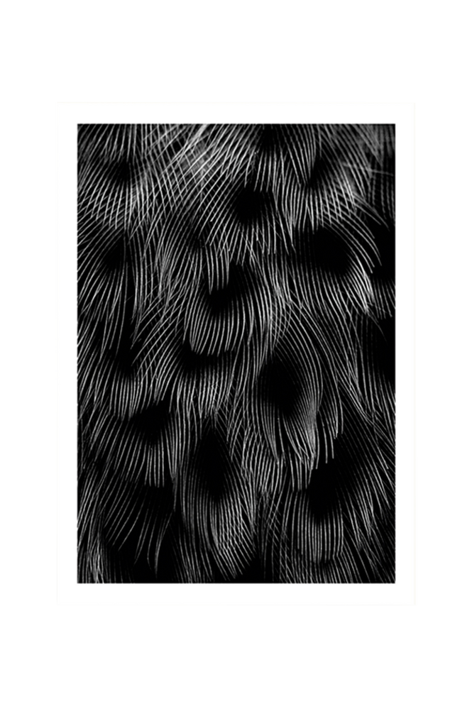 Poster Black Feathers 50×70