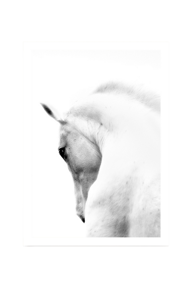 Bilde av Poster White Horse 50x70