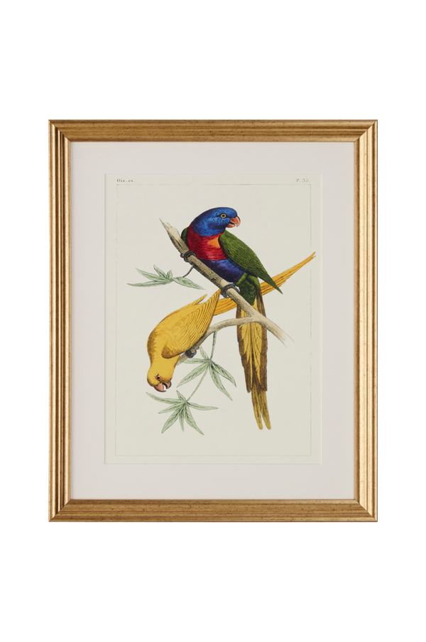 Bilde av Bilde Parrot 1 - 30151
