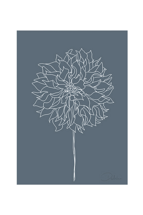 Bilde av Poster Dahlia - White Line
