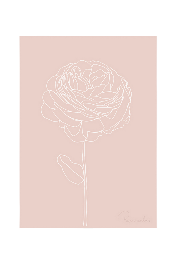 Bilde av Poster Ranunculus - 30151
