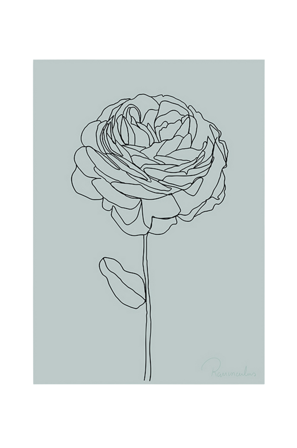 Bilde av Poster Ranunculus - 30151
