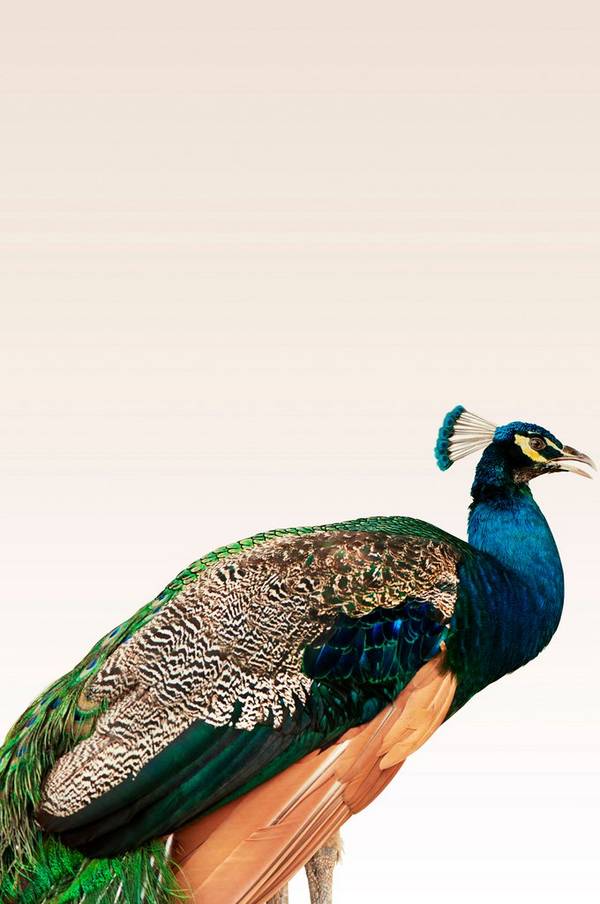 Bilde av Poster Peacock On Beige - 1
