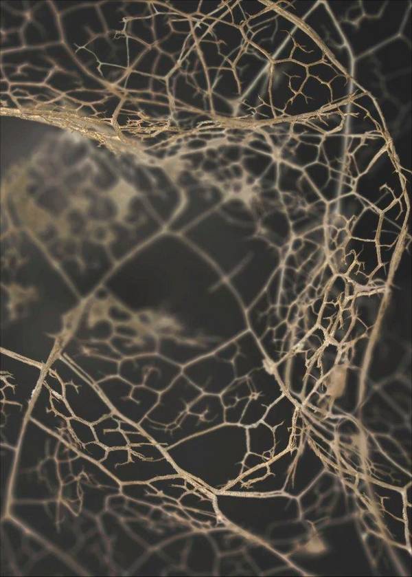 Bilde av Poster Leaf skeleton dark - 1
