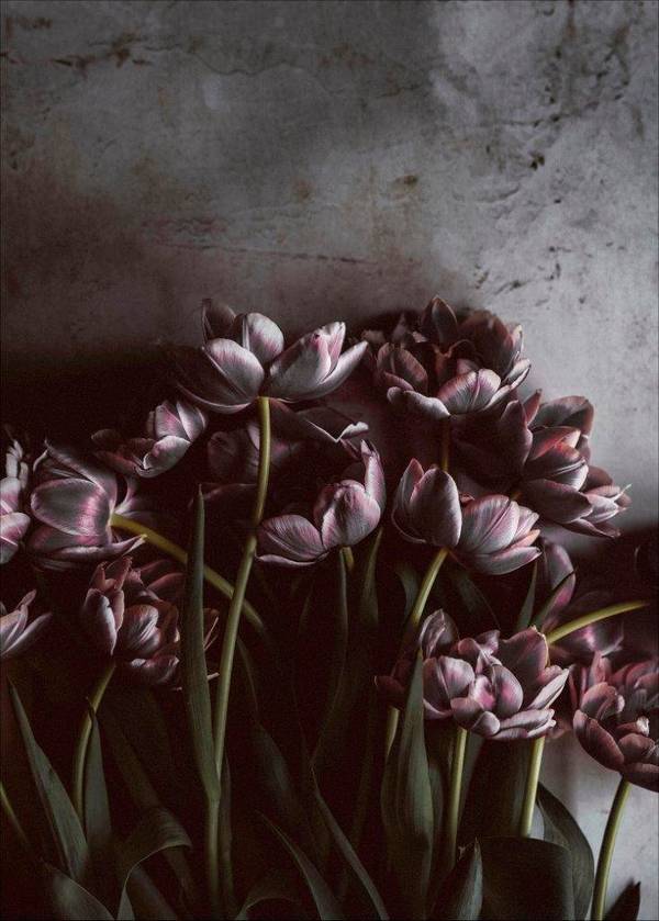 Bilde av Poster Dark tulips - 1
