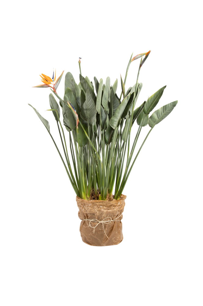 House of Flowers Strelitzia