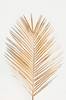 Juliste Palmleaf gold