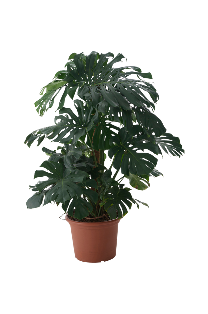 House of Flowers Monstera deliciosa