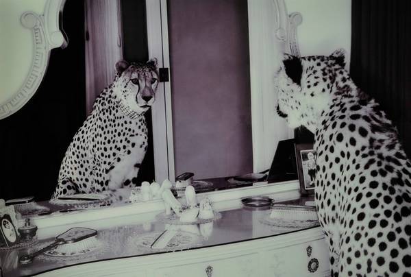 Bilde av Bilde Cheeta - 1
