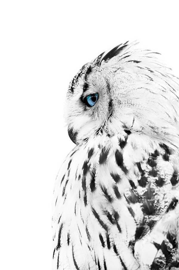 Bilde av Poster White owl - 1
