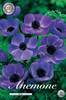 Kukkasipulit Anemone The Caen blauw 15 kpl