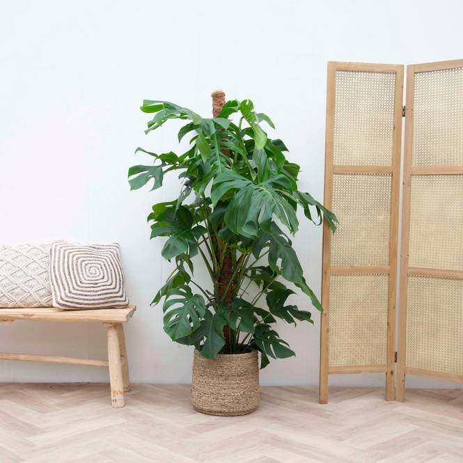 House of Flowers Monstera Deliciosa på mosstok 150 cm