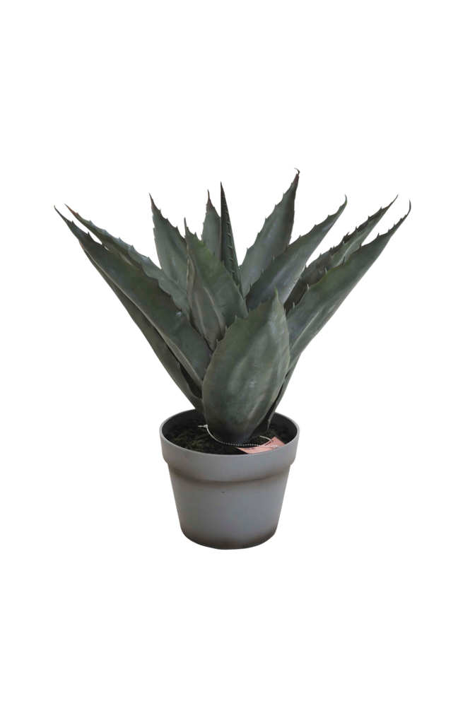 Nordic Furniture Group Aloe vera-planta med grå kruka