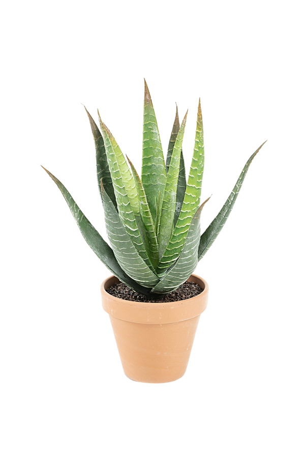 Bilde av Kunstig aloe vera - 30151
