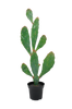 Kasvi Verde kaktus