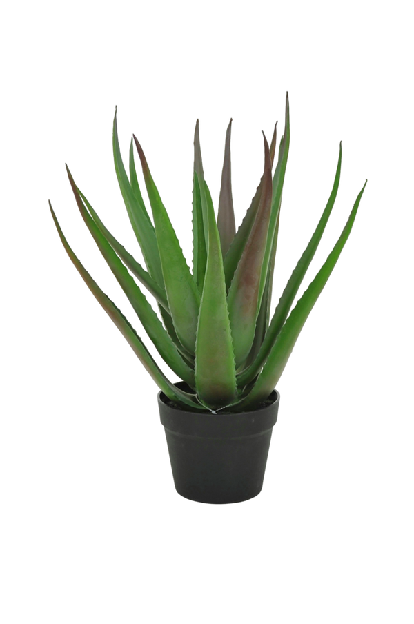 Bilde av Aloe Vera plante H 50 cm - 30151
