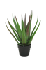 Kasvi aloe vera, K 50 cm