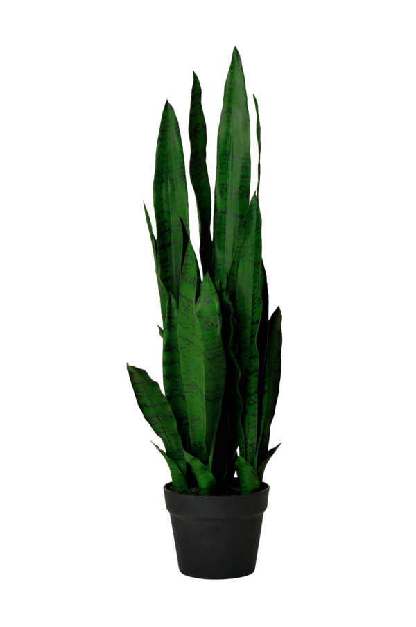 Bilde av Bajonettplante H 80 cm - 30151
