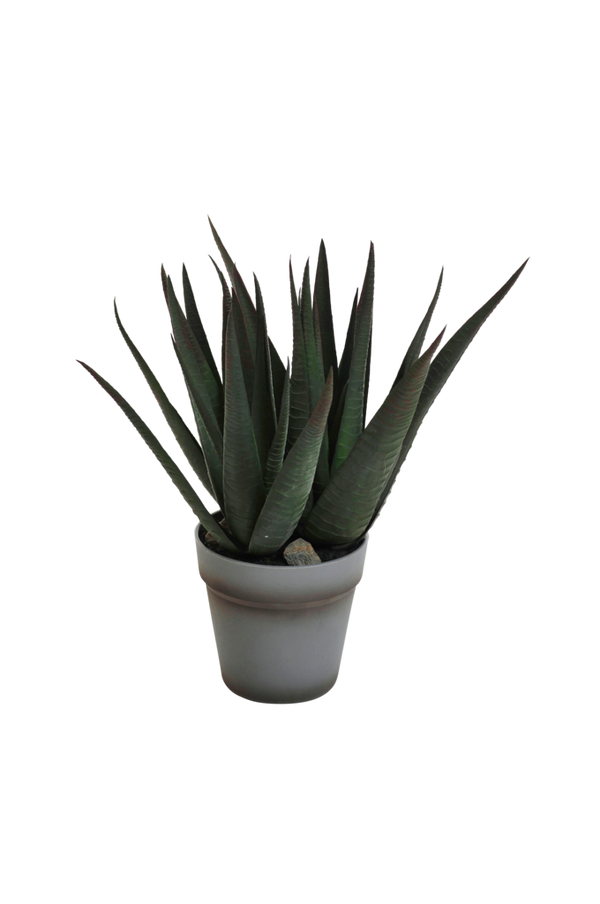 Bilde av Agave plante H 38 cm - 30151
