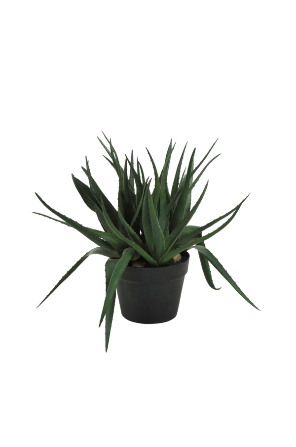 Bilde av Aloe Vera plante H 42 cm - 30151
