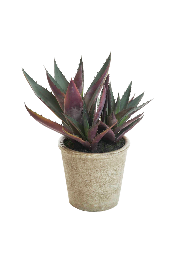 Bilde av Aloe Vera plante H 30 cm - 30151
