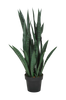 Kasvi Verde Sanseviera, K 90 cm