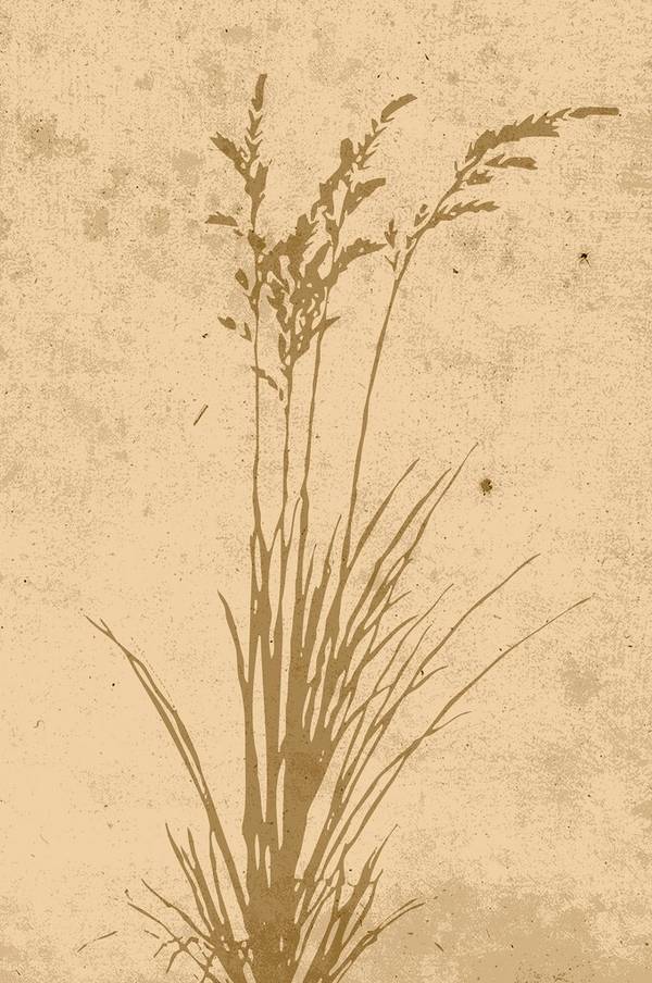 Bilde av Poster Plant art - 1
