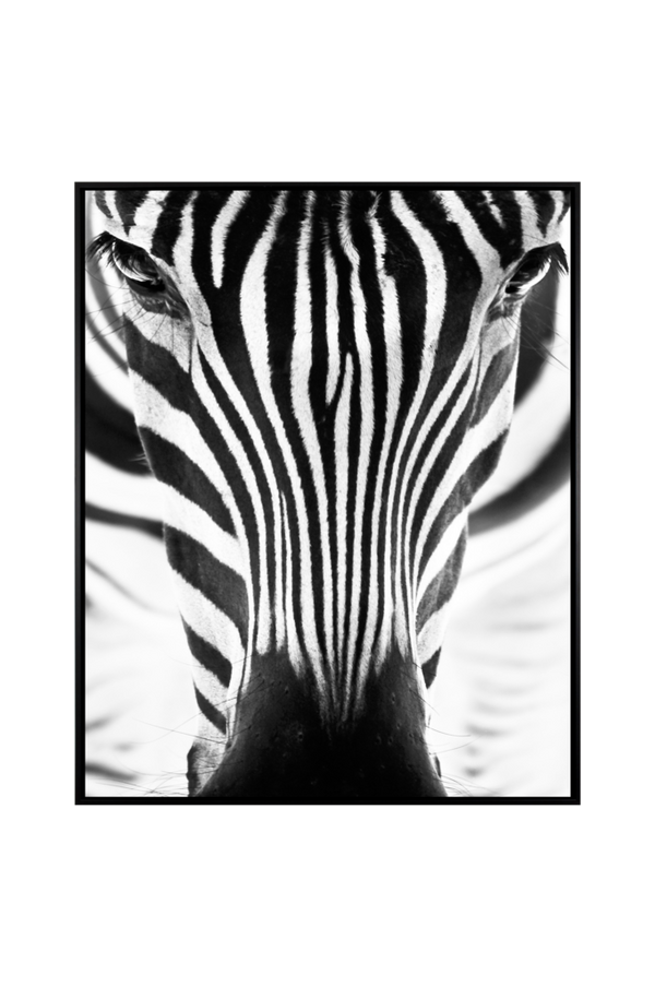 Bilde av Bilde Photo Zebra Eyes - 1
