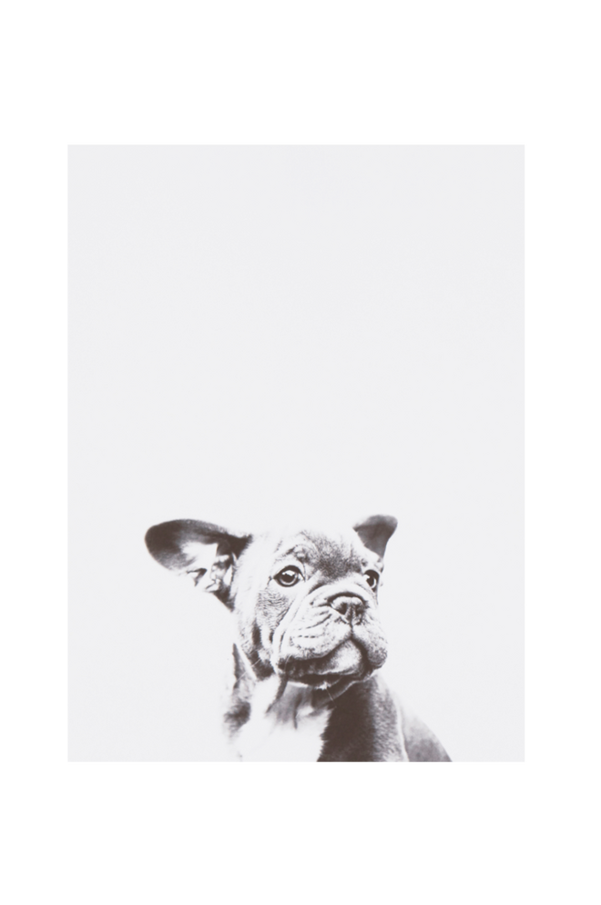 Bilde av LITTLE DOG poster 30x40 cm