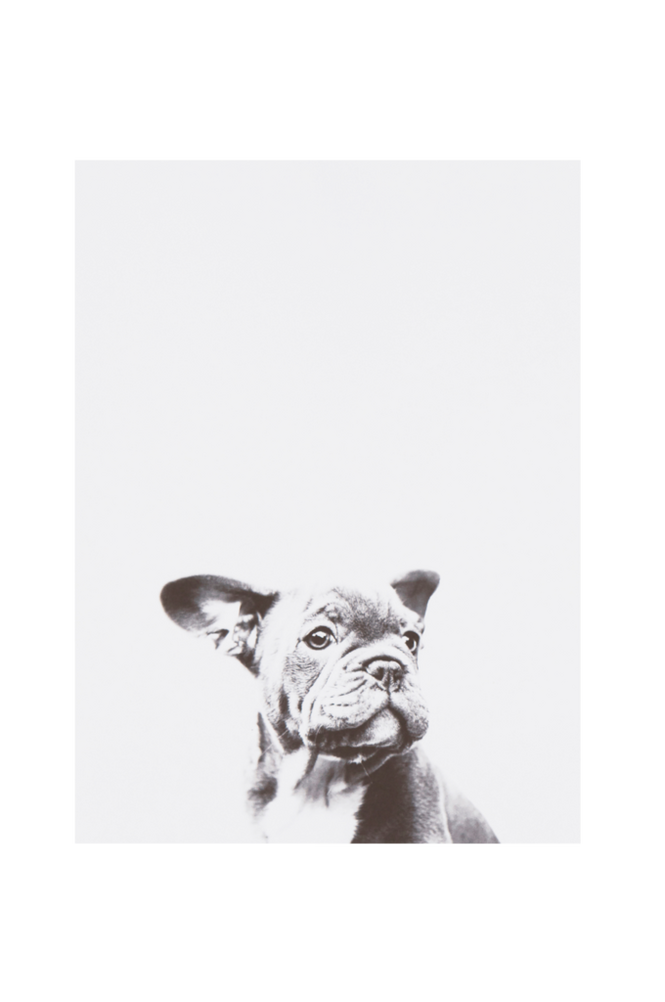 LITTLE DOG poster 30×40 cm