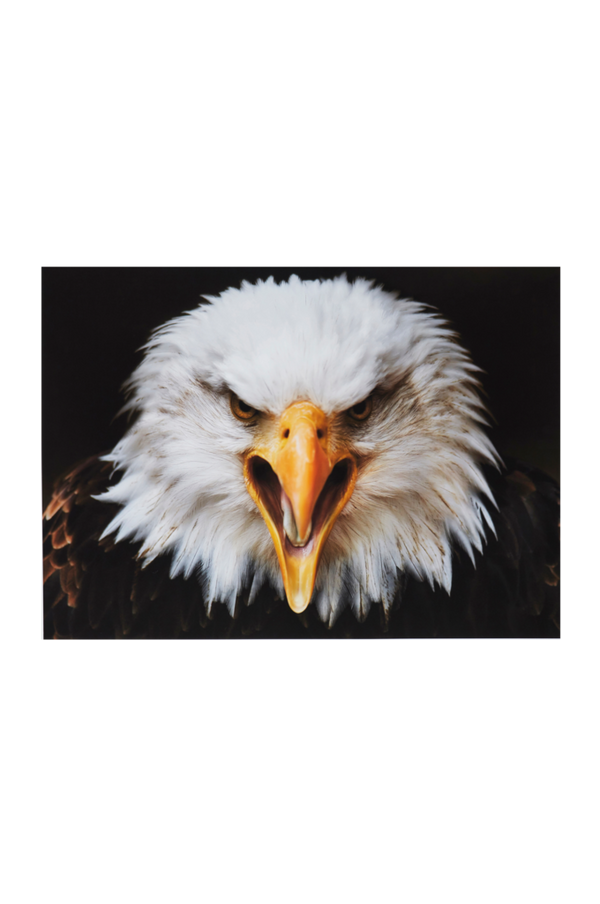 Bilde av EAGLE poster 70x50 cm - Hvit
