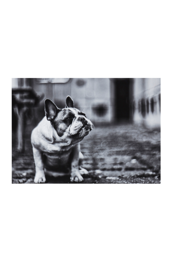 Bilde av THE DOG poster 70x50 cm - 30151

