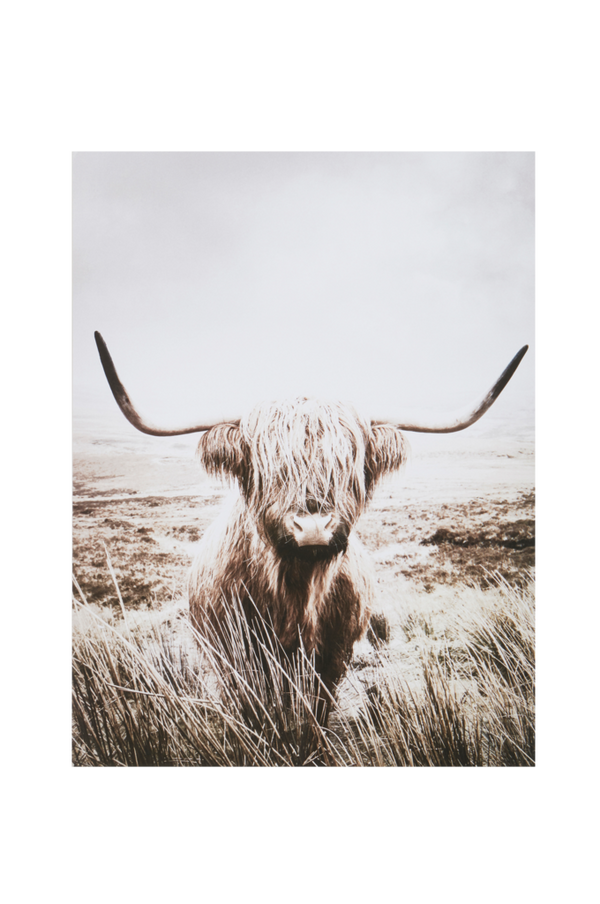 Bilde av NATURE HIGHLAND CATTLE poster 30x40 cm - 30151
