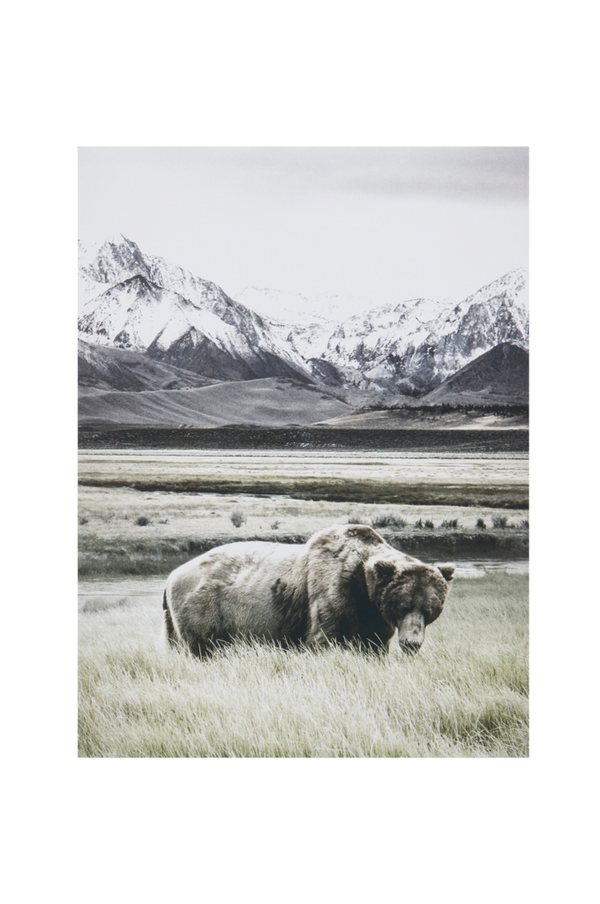 Bilde av NATURE BEAR poster 30x40 cm - 30151
