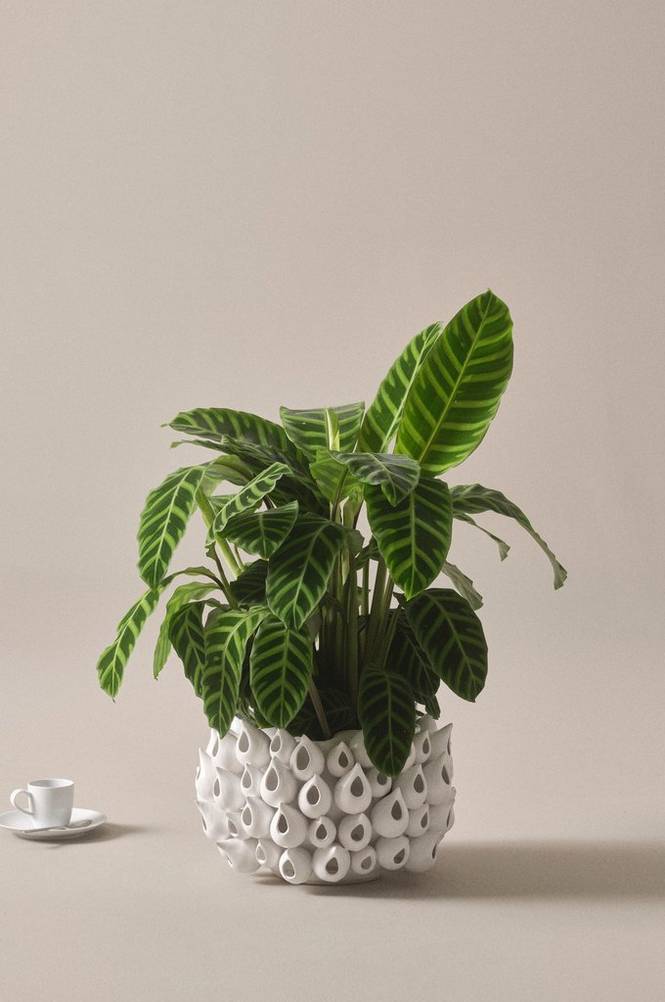 Calathea zebrina Grön