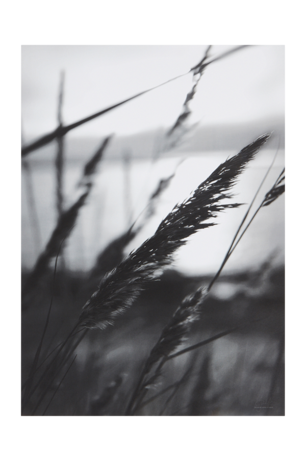 Bilde av GRASS poster - 30151
