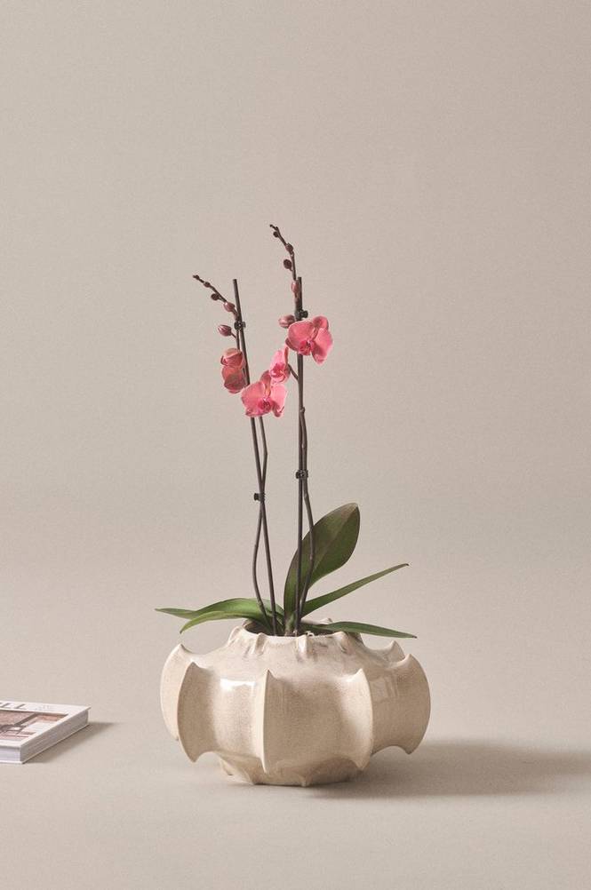 PHALAENOPSIS ASIAN CORAL krukväxt 2 stänglar höjd 70 cm Grön