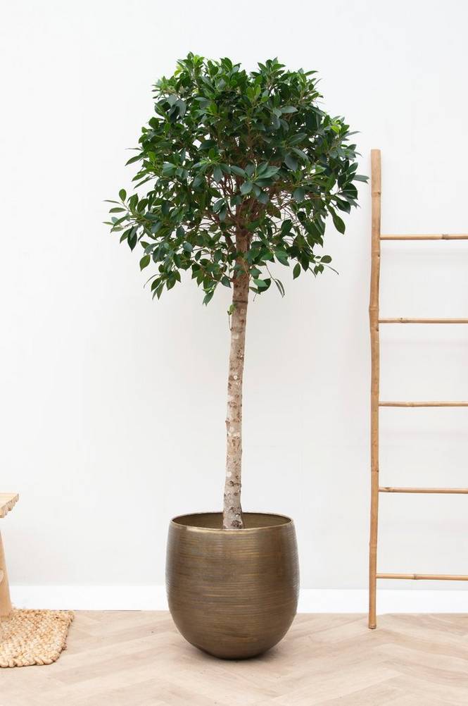 Ficus Nitida på stam 180 cm Grön