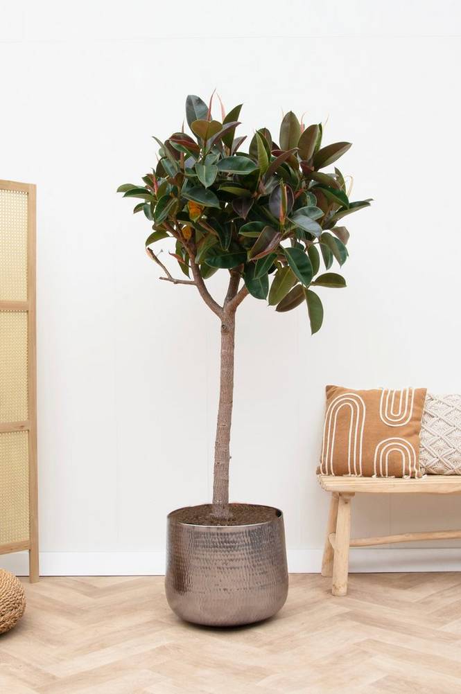 Ficus Robusta på stam 210 cm Grön