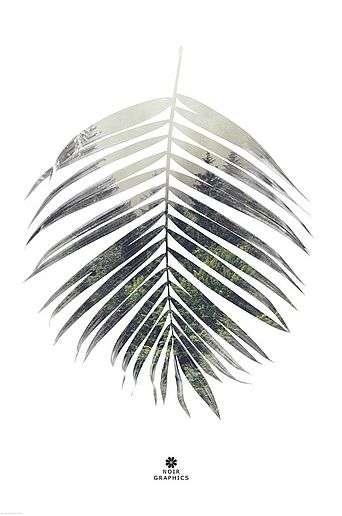 Poster Palm leaf