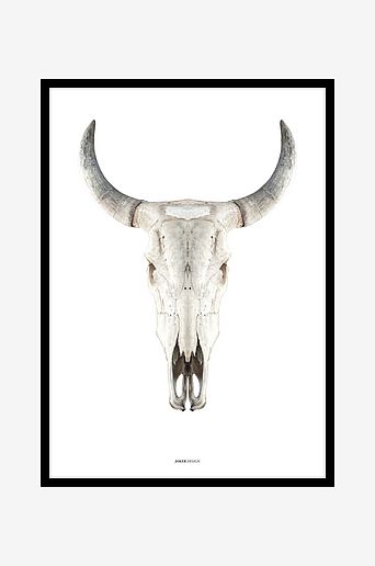 Tavla Cow skull