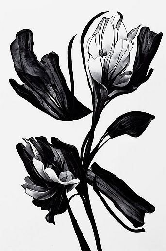 Pelcasa Poster Black Flower