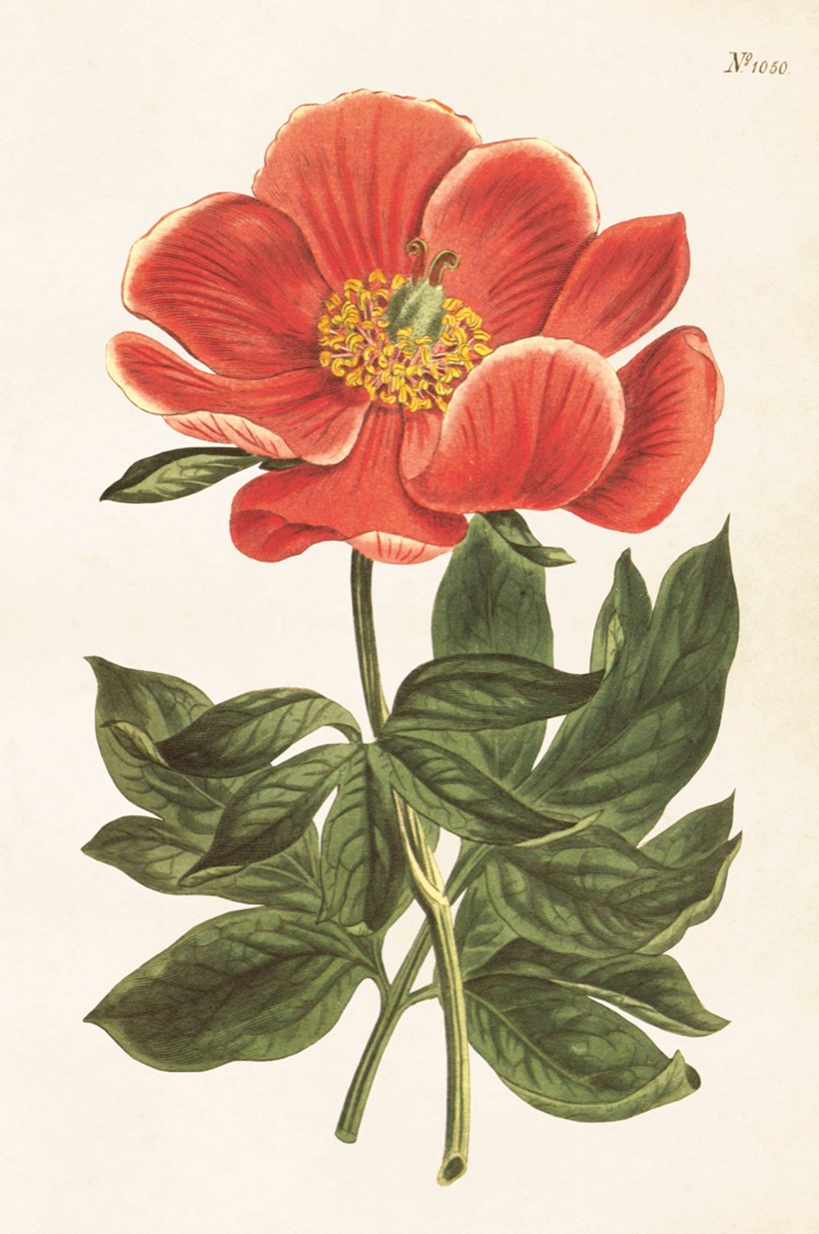 Ботаническая иллюстрация. Botanical illustration 