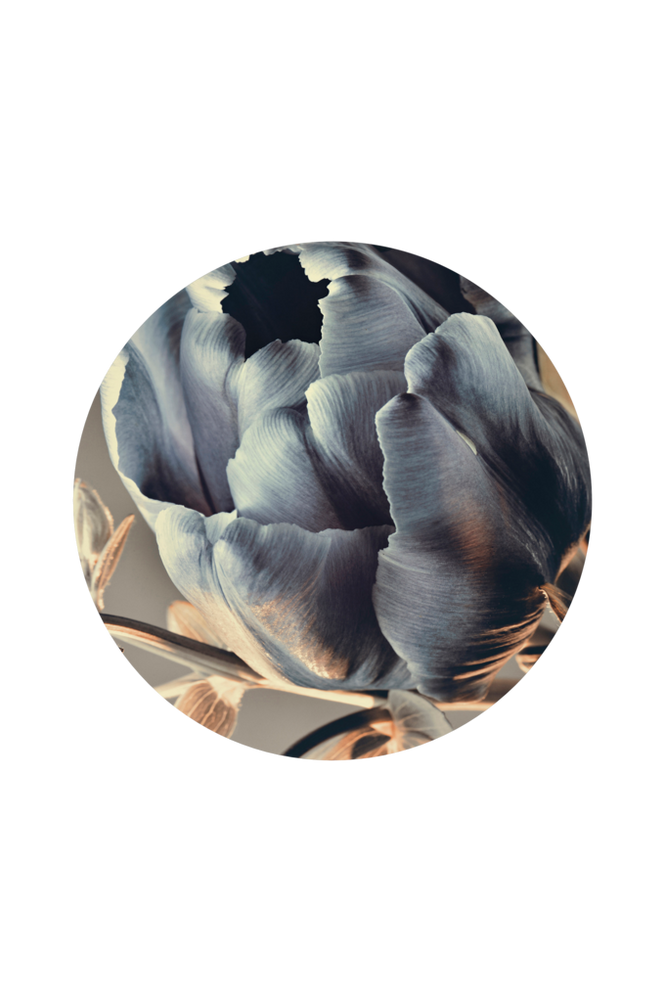 Taulu Baroque 3