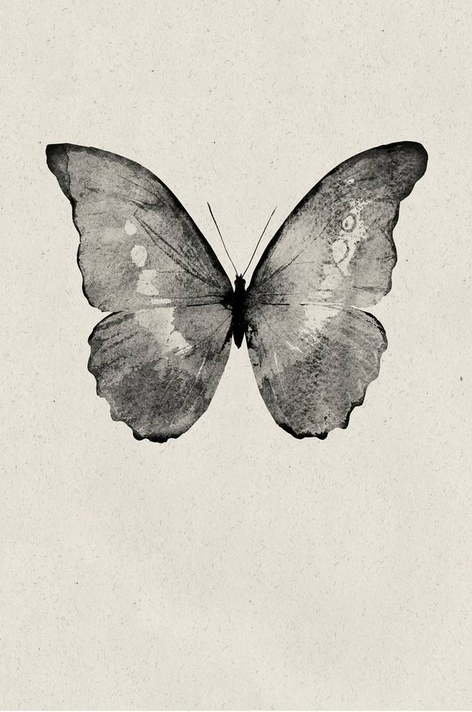 Poster Black Butterfly