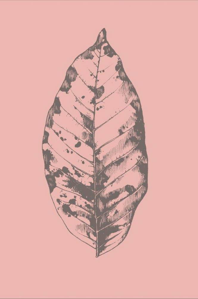 Poster Botanica 1