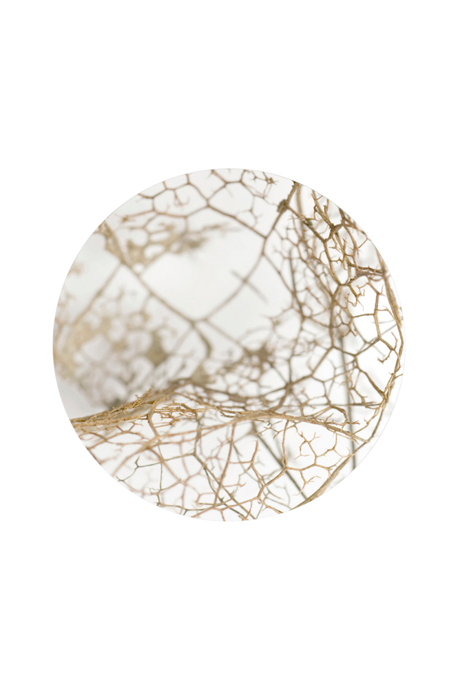 Taulu Leaf Skeleton