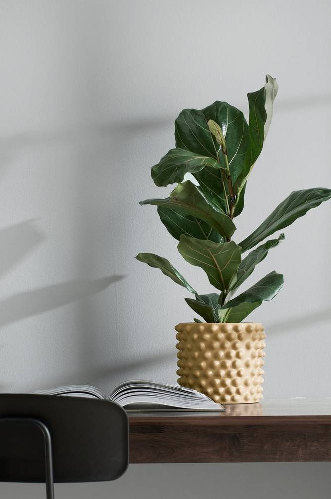 Fiolficus