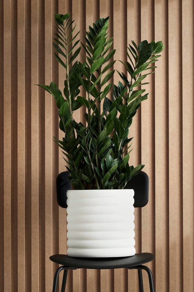 Garderobsblomma XL